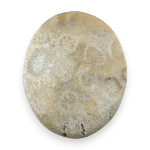 Fossil coral cabochon 26x21 mm no 7