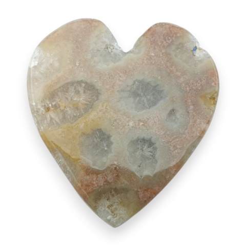 Fossil coral cabochon 26x24 mm no 14