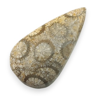 Fossil coral cabochon 27x14 mm no 91