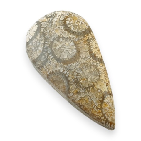 Fossil koralowiec kaboszon 27x14 mm nr 91
