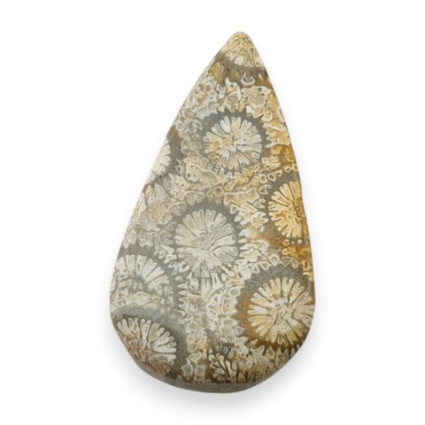 Fossil koralowiec kaboszon 27x14 mm nr 91