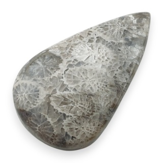 Fossil coral cabochon 27x16 mm no 41