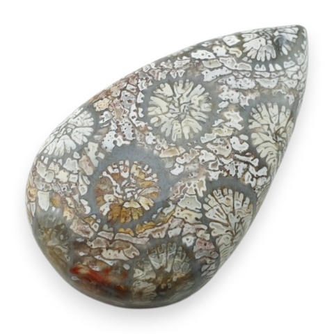 Fossil koralowiec kaboszon 27x17 mm nr 15