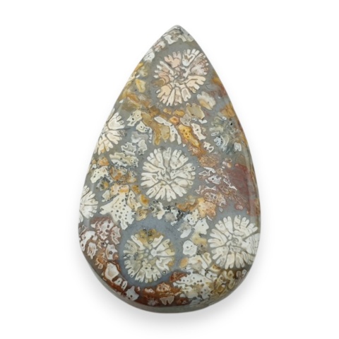 Fossil koralowiec kaboszon 27x17 mm nr 15