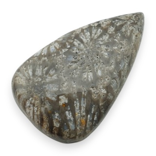 Fossil coral cabochon 27x17 mm no 22