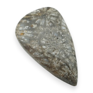 Fossil coral cabochon 27x17 mm no 22