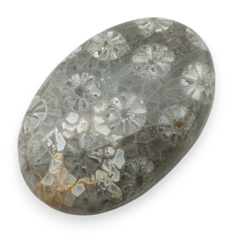 Fossil koralowiec kaboszon 27x18 mm nr 16