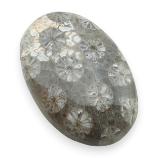 Fossil coral cabochon 27x18 mm no 16