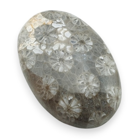 Fossil koralowiec kaboszon 27x18 mm nr 16