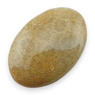 Fossil coral cabochon 27x18 mm no 53