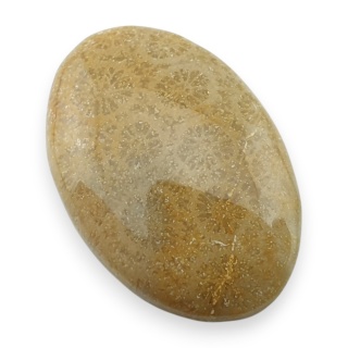 Fossil coral cabochon 27x18 mm no 53