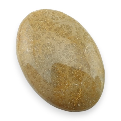 Fossil koralowiec kaboszon 27x18 mm nr 53