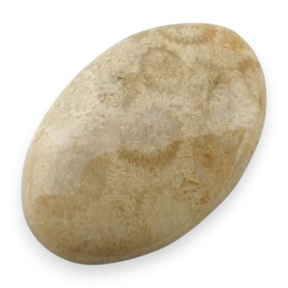 Fossil coral cabochon 27x18 mm no 89