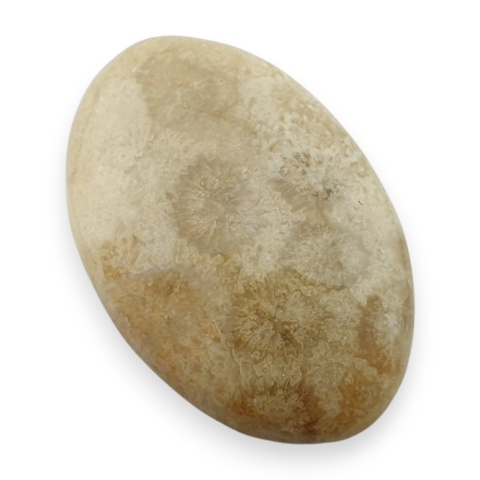 Fossil koralowiec kaboszon 27x18 mm nr 89
