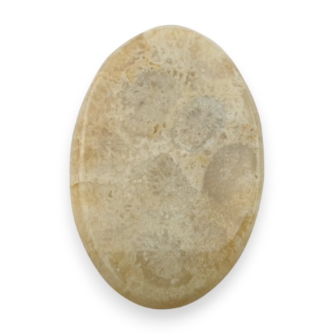 Fossil koralowiec kaboszon 27x18 mm nr 89