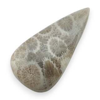 Fossil coral cabochon 28x14 mm no 63