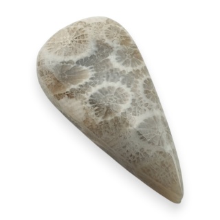 Fossil coral cabochon 28x14 mm no 63