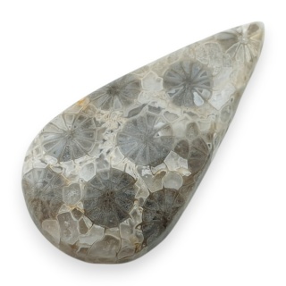 Fossil coral cabochon 28x15 mm no 57