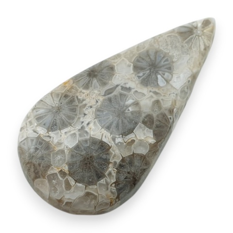Fossil koralowiec kaboszon 28x15 mm nr 57