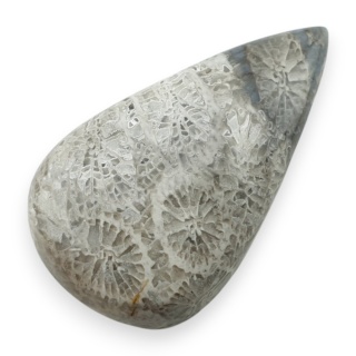 Fossil coral cabochon 28x16 mm no 88