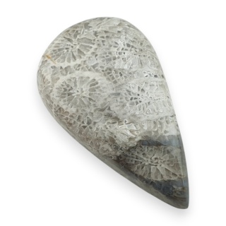 Fossil coral cabochon 28x16 mm no 88