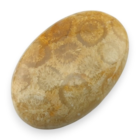 Fossil coral cabochon 28x18 mm no 35