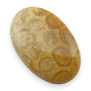 Fossil coral cabochon 28x18 mm no 35