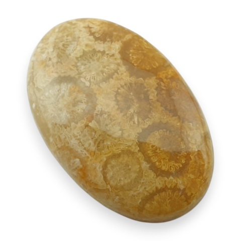 Fossil coral cabochon 28x18 mm no 35