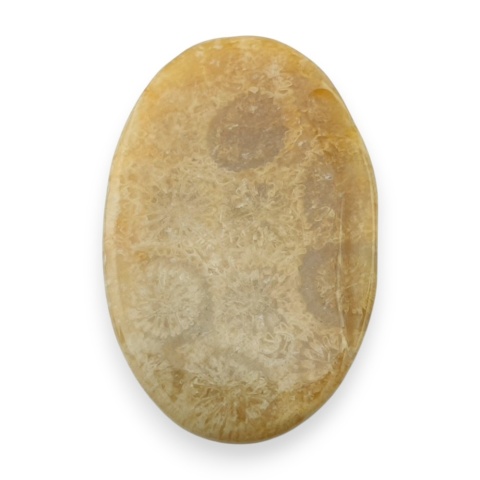 Fossil coral cabochon 28x18 mm no 35