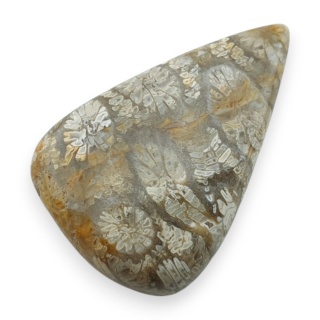 Fossil coral cabochon 28x18 mm no 48