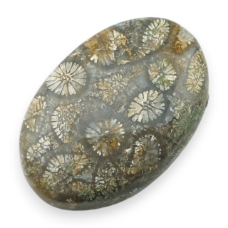 Fossil coral cabochon 28x19 mm no 9