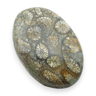 Fossil coral cabochon 28x19 mm no 9