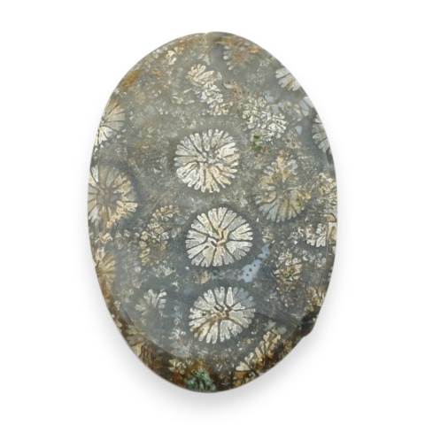 Fossil coral cabochon 28x19 mm no 9