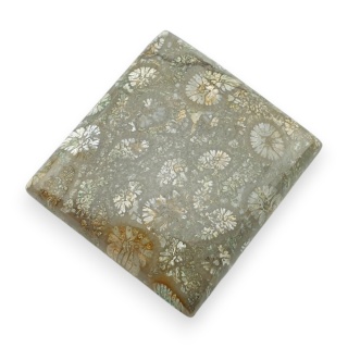 Fossil coral cabochon 28x26 mm no 36