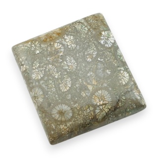 Fossil coral cabochon 28x26 mm no 36