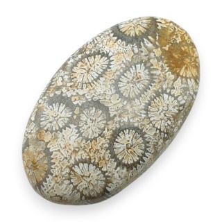 Fossil coral cabochon 29x17 mm no 114