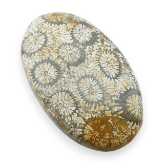 Fossil coral cabochon 29x17 mm no 114