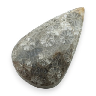 Fossil coral cabochon 29x17 mm no 43