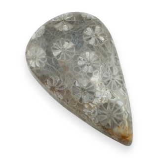 Fossil coral cabochon 29x17 mm no 43