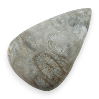 Fossil coral cabochon 29x18 mm no 103