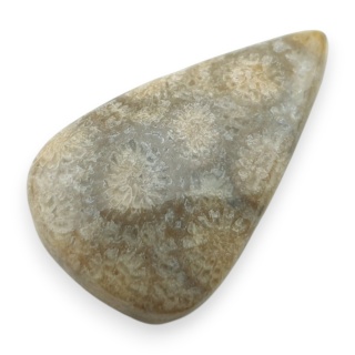 Fossil coral cabochon 29x18 mm no 31