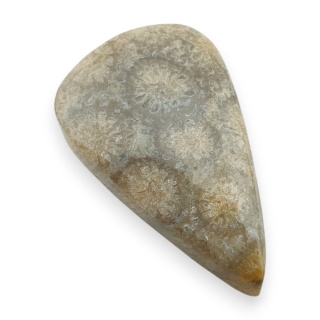 Fossil coral cabochon 29x18 mm no 31