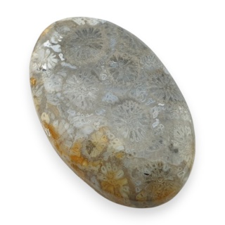 Fossil coral cabochon 29x18 mm no 50