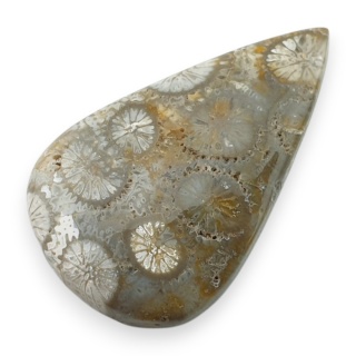 Fossil coral cabochon 29x18 mm no 64