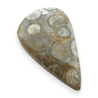 Fossil coral cabochon 29x18 mm no 64