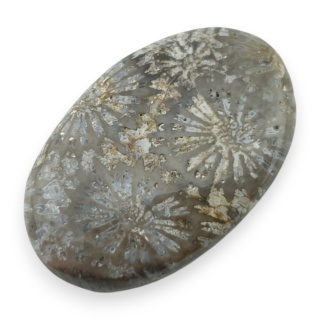 Fossil coral cabochon 29x18 mm no 97