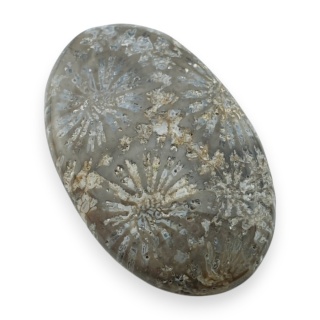 Fossil coral cabochon 29x18 mm no 97