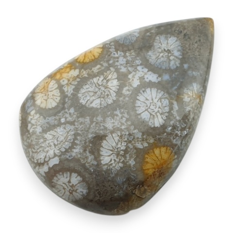 Fossil koralowiec kaboszon 29x19 mm nr 10