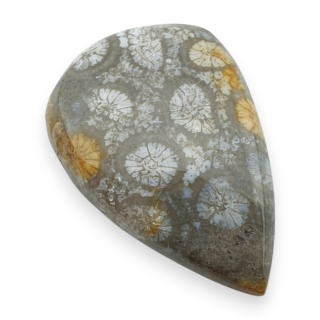 Fossil coral cabochon 29x19 mm no 10