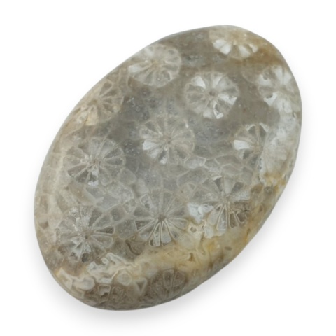 Fossil coral cabochon 29x19 mm no 28
